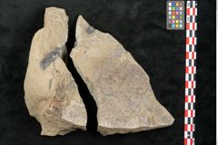 Foto (Objekt + Etikett) von Macrotaeniopteris affinis Ettingshausen (NHMW-GEO-2024-0188-10339a)